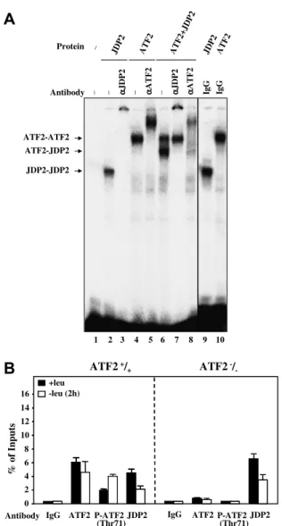 Fig. 3. Direct binding of JDP2 to CHOP AARE and dimerization with ATF2. (A) Gel mobility shift assays were carried out by incubating a 19 bp CHOP AARE radiolabeled probe with in vitro translated proteins and antibodies