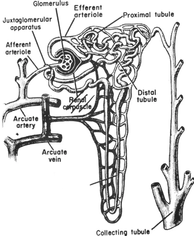 FIGURE  2-1  ILLUSTRATION  OF  KIDNEY  NEPHRON