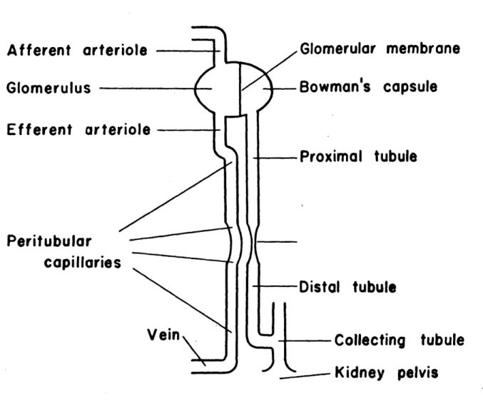 FIGURE  2-2  SCHEMATIC  DIAGRAM  OF  KIDNEY  NEPHRON