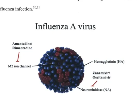 Figure  1-1.  Cartoon  depicting  influenza  A  virus.  Three  surface  proteins  are  shown