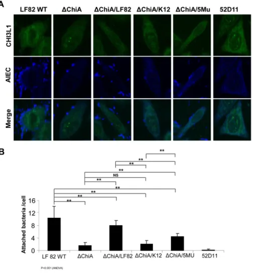 Figure 4. Five amino acid residues within chiA chitin binding domains (CBDs) in pathogenic E.