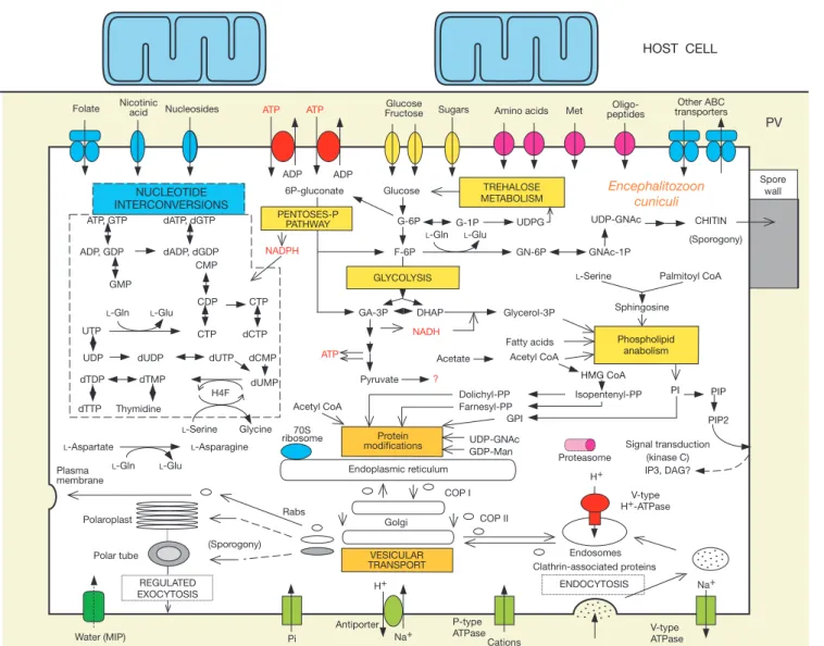 Figure 3 An overview of metabolism and transport in E. cuniculi, as deduced from genome sequence analysis