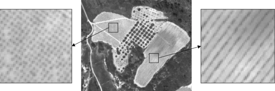 Fig. 1.9: Motifs de plantation en grille ou en ligne. Image aérienne panchro- panchro-matique à 50 cm de résolution (commune de St Chinian).