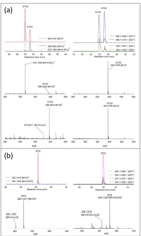 Figure 4. Extracted ion chromatograms and HRMS spectra of GTX2 / 3 (a) and saxitoxin (STX) (b) showing full scan by LC-HRMS and selected reaction monitoring by LC-MS / MS in ESI + and ESI − .
