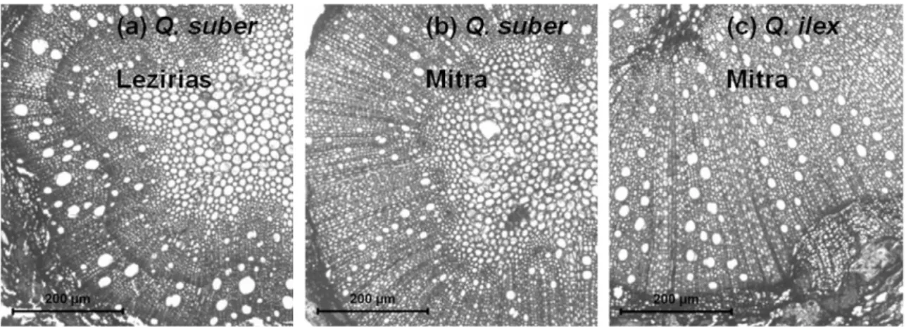 Fig. 4. Microscope images of shoot xylem of Q. suber from the Lezirias (a) and Mitra (b) sites and Q