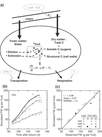 Fig. 1 Fruit growth and water relations model. (a) Schematic representation of the model (modified from Bertin et al., 2006).