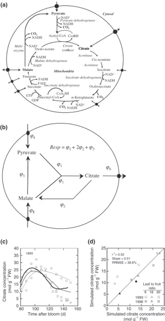 Fig. 3 Citrate model of fruit citrate metabolism. (a) Schematic representation of the citrate cycle
