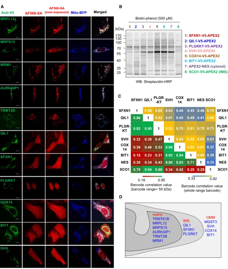 Figure 4. Sub-mitochondrial Space Mapping of Several Mitochondrial Proteins