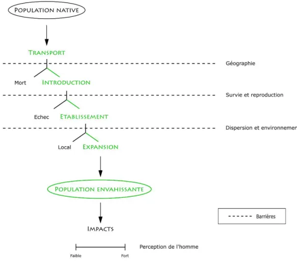 Figure 7 : Représentation du  processus d'invasion biologique où les quatre étapes du processus d'invasion  sont représentées en vert