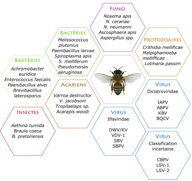 Figure 12 : Représentation de la pathosphère de l’abeille mellifère – inspiré de Evans and Schwarz, 2011