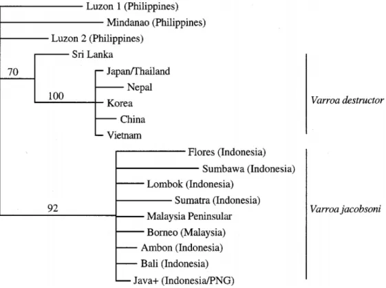 Figure 14 : Phylogénie de différentes espèces du genre Varroa en fonction des localités identifiées (Anderson and  Trueman, 2000) 