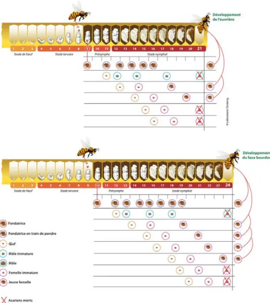 Figure  16 :  Cycle  de  développement  de  Varroa  destructor  dans  le  couvain  d’ouvrière  et  de  faux- faux-bourdon  (source : http://varroa.fr/) 