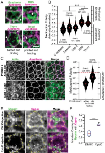 Figure 3. The apical actin cortex in ventral furrow cells is polarized with pointed ends enriched  medioapically and barbed ends enriched at junctions