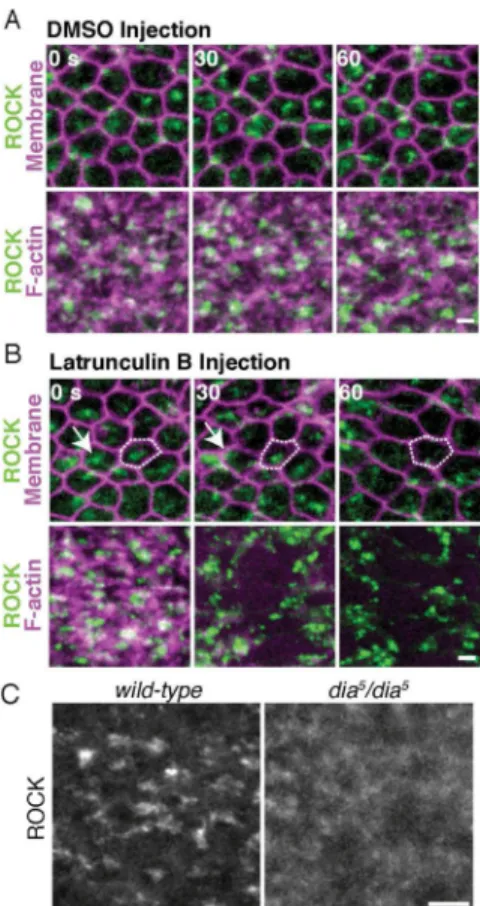 Figure 6. ROCK localization to medioapical foci requires the actin cytoskeleton and Dia (A) Apical views of ventral furrow cells in embryos expressing ubi-GFP::ROCK,  Gap43::mCherry (Membrane) or GFP::ROCK, Utr::mCherry (F-actin) and injected with  DMSO af