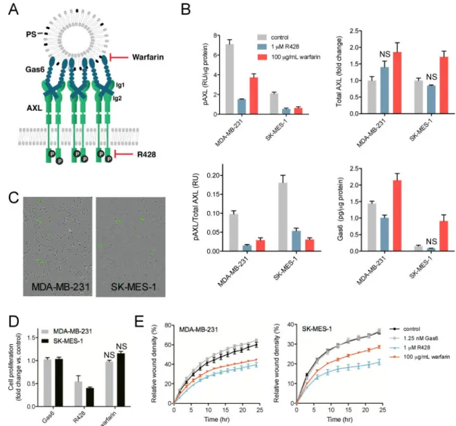 Fig. 1. PS-mediated AXL activation is important for migration