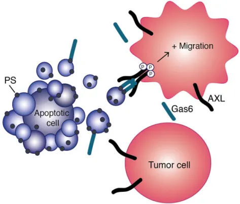 Fig. 6. Model of apoptosis-induced migration upon AXL activation by the PS-Gas6 complex as  presented on apoptotic bodies