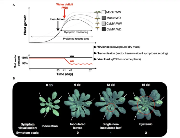 FIGURE 1 | Schematic representation of the experiment and timing of measurements. (A) Plant inoculation (mock- or CaMV; black arrow) was realized 33 days after germination and corresponds to the beginning of symptom scoring