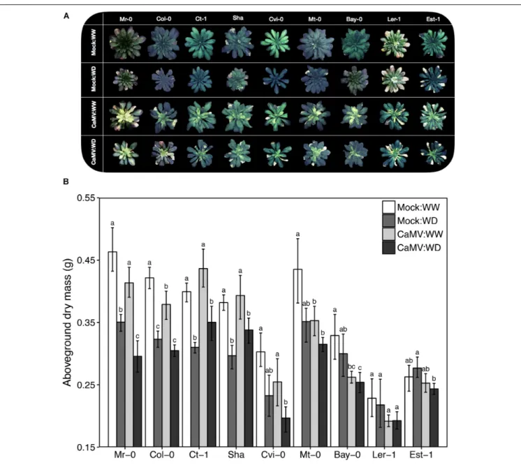 FIGURE 4 | Illustrative photographs of the rosettes and aboveground dry mass of nine A