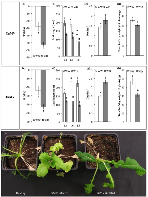 Fig 1. Morpho-physiological traits of CaMV- and TuMV-infected plants grown under Well-Watered (WW) or Water Deficit (WD) conditions