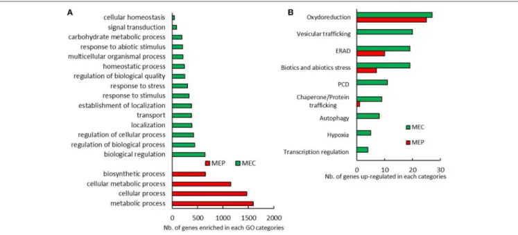 FIGURE 1 | MEP and MEC transcriptome pattern. (A) Biological process GO categories significantly enriched in genes only up-regulated in MEC and MEP in almost a tested condition