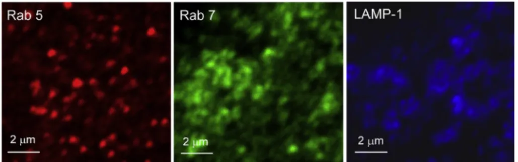Fig. 2 shows contrast enhanced ﬂuorescence microscopy images of three different A549 cells