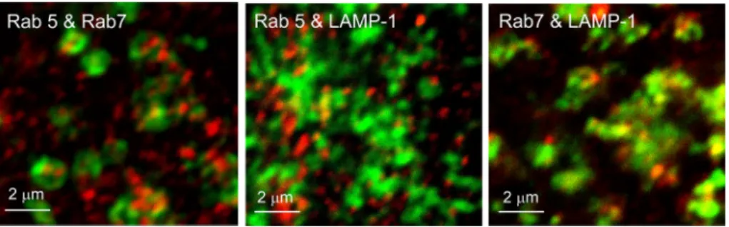 Fig. 5. Rab5, Rab7, and LAMP-1 marked endosomes in C2C12 &amp; A549 cells.