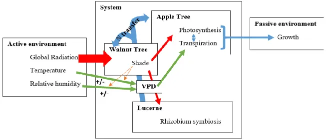 Figure 3: Concept map of the aerial interactions in the agroforestry system studied. 