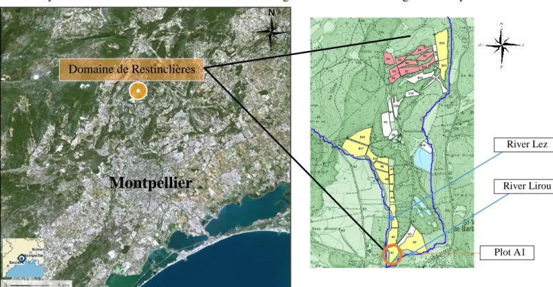 Figure 4: Geographic localisation of the  “domaine de Restinclières” and the plot on which is located the apple – agroforestry  experiment (source: googlemaps, UMR System)