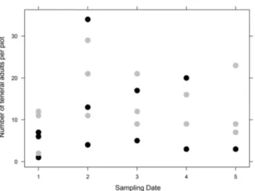 Fig. 2. Number of the teneral adults of C. sordidus per plot as affected by sampling date and soil cover