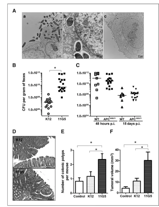 Figure 4. The colon cancer – associated E. coli strain 11G5 persists in intestinal epithelial cells and stimulates colon tumor development in Min mice