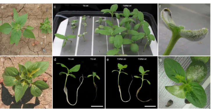 Fig. 2 Disease symptoms caused by Plasmopara halstedii on sunflower in field (a, b) and hydroponic (c–g) conditions
