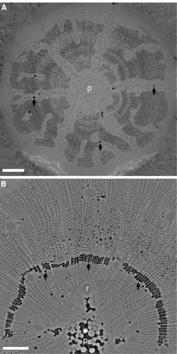 Figure 2. Transverse slices from microCT scans show examples of xylem conduit functional status at the initial scan point for saplings of Q