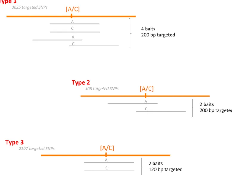 Fig 1. Description of the bait design. Orange lines represent the durum wheat genome, with the targeted SNP in brackets