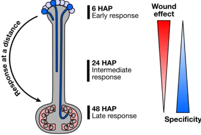 Figure 8. Outline of the at a distance ovary response following pollination. Early pollination response, irrespective of the pollination type, is akin to a wound response