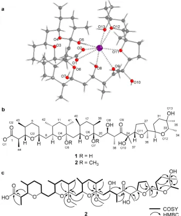 Figure 3. (a) Crystal structure of terrosamycin A (1) showing one of the independent molecules in the asymmetric unit