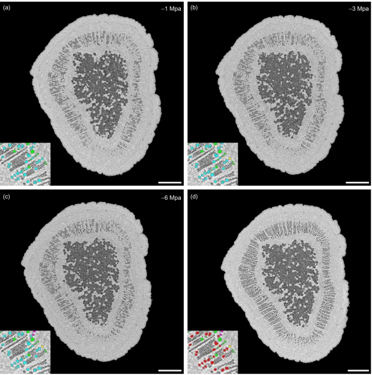 Figure 1. Direct visualization of xylem embolism by X-ray microtomography (micro-CT) technology