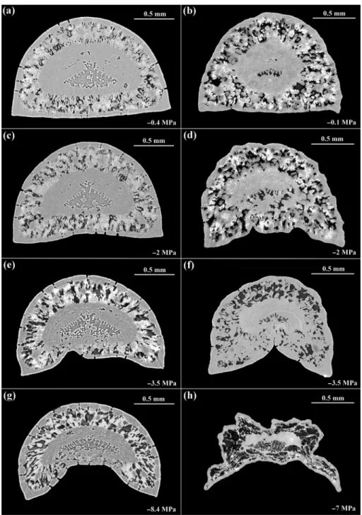 Figure 2. Transverse slices of Pinus pinaster needles based on X-ray computed tomography