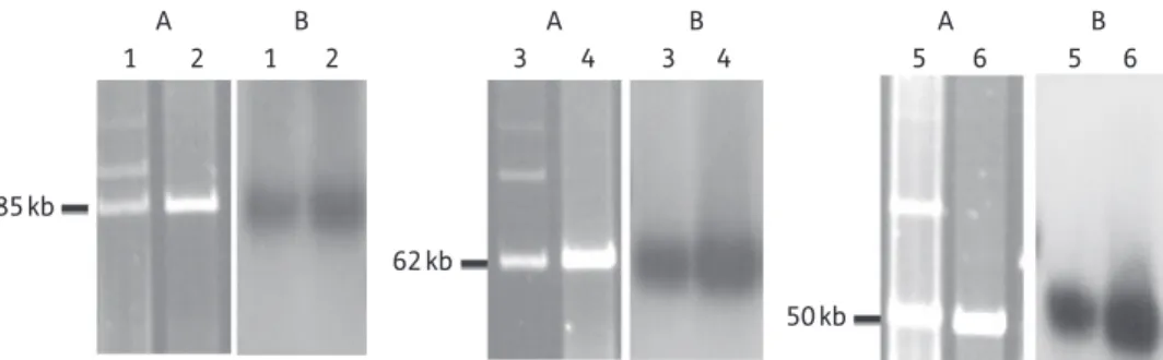 Figure 1. Plasmid DNA content of representative strains and their transconjugants and transformants