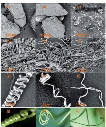 Fig. 2 SEM images of raw CBS (a – c), extracted CMFs (d – i) samples and examples of plant tendrils (j – l) comparable to the morphology of the extracted CMFs.
