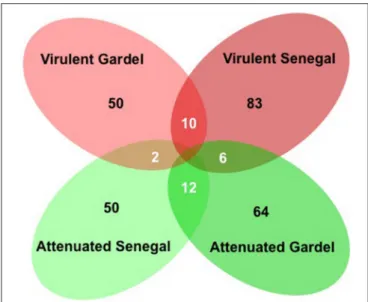FIGURE 2 | Venn diagram of upregulated genes for the virulent and attenuated strains. Numbers of upregulated genes are indicated for each strain (in black)