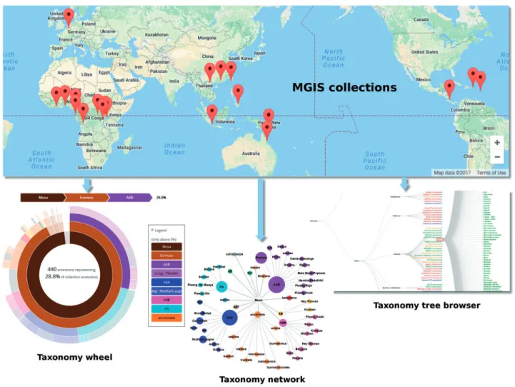 Figure 1. Overview of the germplasm collections in MGIS and associated browsers to explore banana diversity via the taxonomy wheel, the tax- tax-onomy tree and the taxtax-onomy network
