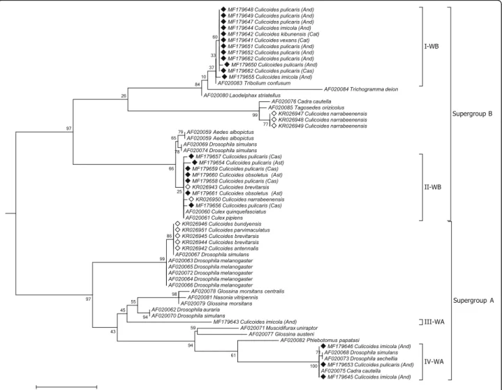 Fig. 2 Cladogram for Wolbachia phylogenetic relationships inferred from wsp gene sequences; sequences already known from Culicoides are indicated with white diamonds; new wsp gene sequences of Wolbachia-infected Culicoides obtained in the present study are