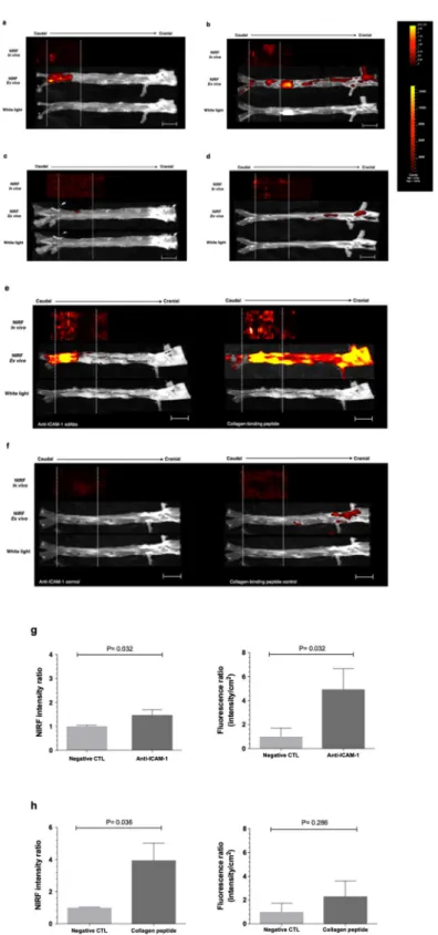 Figure 5.  Comparison of in vivo and ex vivo near-infrared fluorescence (NIRF) imaging of targeted ICAM-1  and collagen in atherosclerotic rabbit aortas