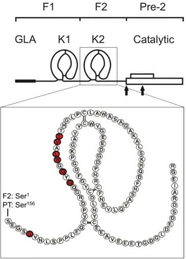 Figure 1.  he structural organization of prothrombin. Prothrombin consists of fragment 1 (F1), which contains  the γ-carboxyglutamic (GLA) and kringle 1 (K1) domains, fragment 2 (F2), which contains the kringle 2 (K2)  domain, and the catalytic domain, whi