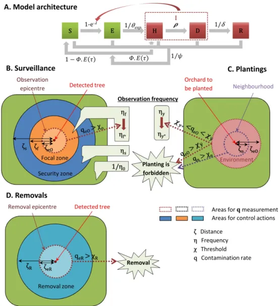 Fig. 1. Schematic representation of the spatiotemporal stochastic model simulating sharka spread and  management