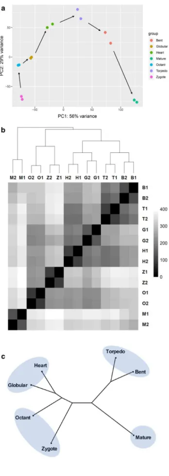 Fig. 1   Hierarchical clusters of embryo transcriptomes in diferent  developmental stages