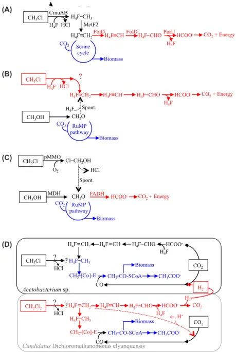 Figure 8.2  Examples of methylotrophic pathways for chloromethane dissimilation (source of energy, in red) and  assimilation (source of carbon for biomass, in blue) in cultivated strains and mixed cultures