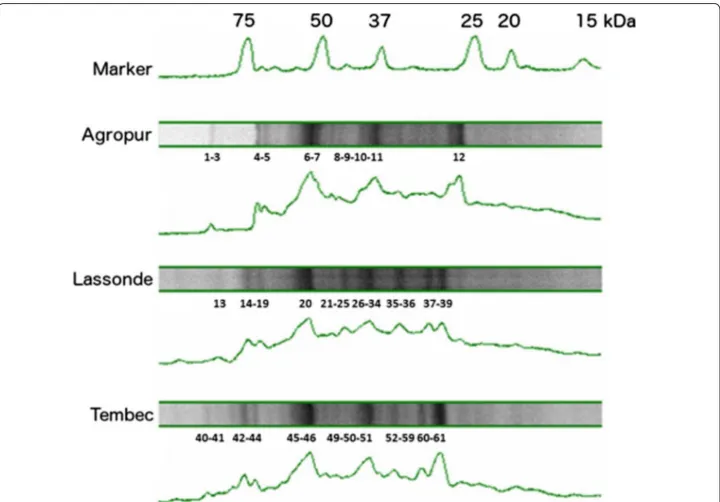 Fig. 1  Electrophoresis of precipitated proteins from Agropur, Lassonde and Tembec sludges