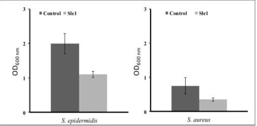 Figure 7. Effect of Sle1 extract on biofilm of Staphylococcus epidermidis ATCC 12228 and Staphylococcus aureus MW2.