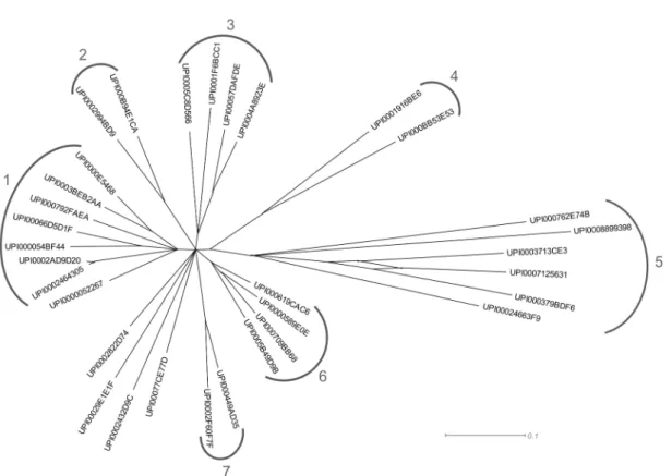 Figure 3. Phylogenetic tree based on Sle1 proteins (Table S2). The tree was constructed via SplitsTree4 by neighbor joining.